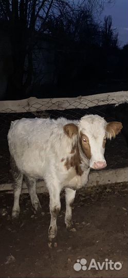 Бычки телки