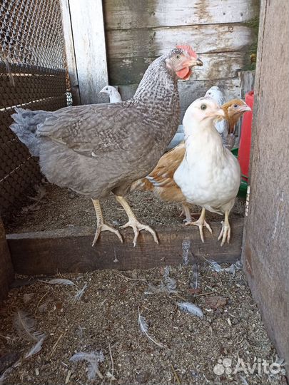 Куры, петухи молодые. 2,5 месяца