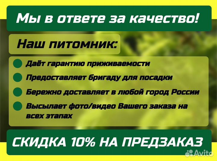 Саженцы Ель Голубая Глаука Мисти Блю крупномеры оп