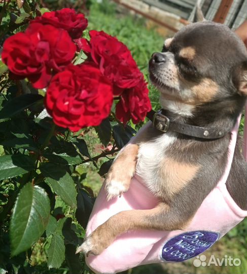 Чихуахуа мини вязка