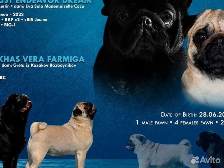 Щенки мопса