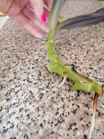 Рио отводка