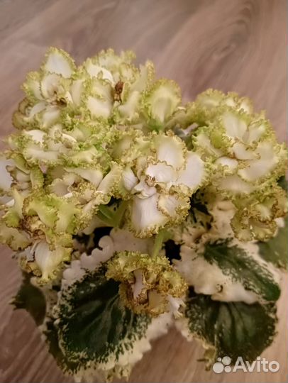 Фиалка Ян-Каприз(детки)