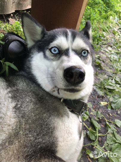 Собаки хаски