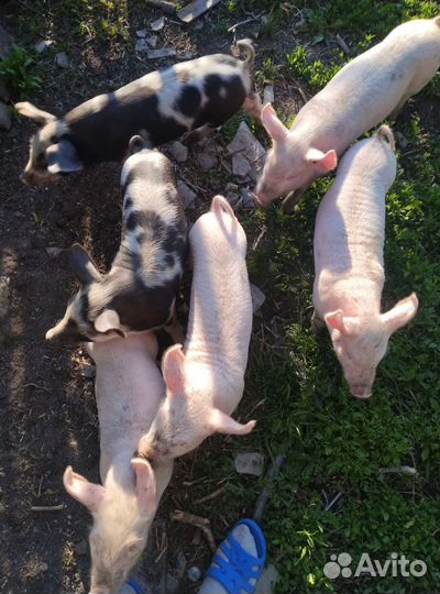 Поросята