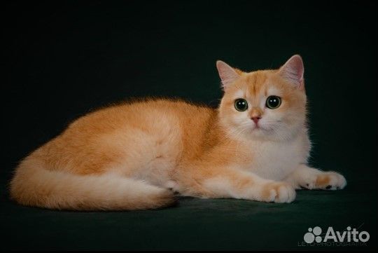 Ищем добрые ручки для золотой Тиффани