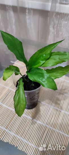 Спатифиллум