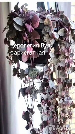 Церопегия Вуди вариегатная