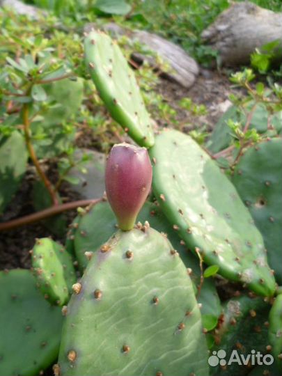 Кактус опунция зимостойкий плоды цветы уличный