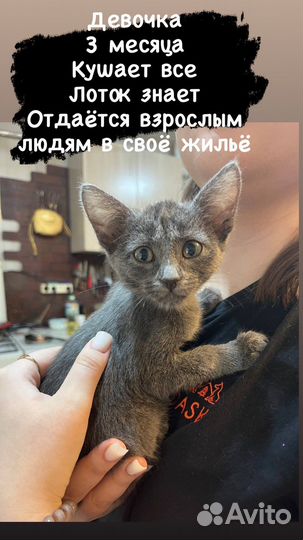 Котенок
