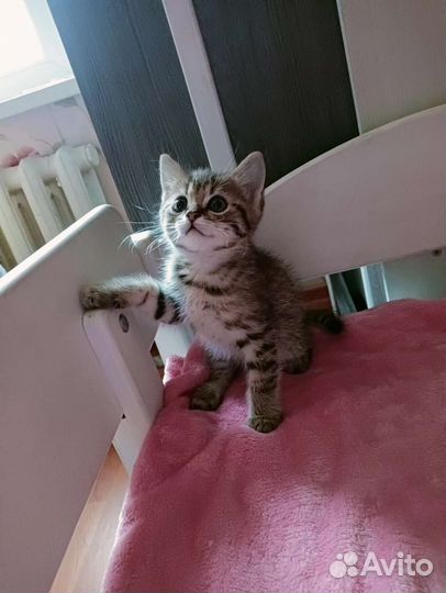 Британские котята