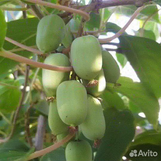 Саженцы актинидии