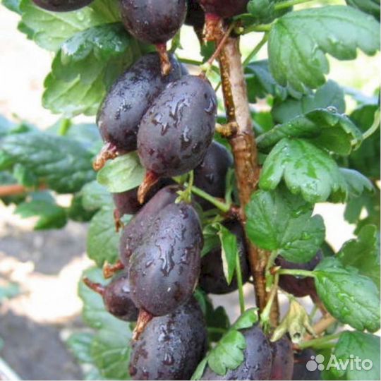 Саженцы крыжовника Черномор