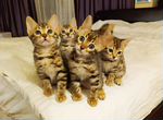 Бенгальские котятки