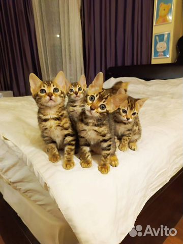 Бенгальские котятки объявление продам