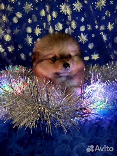 Шпицы малыши