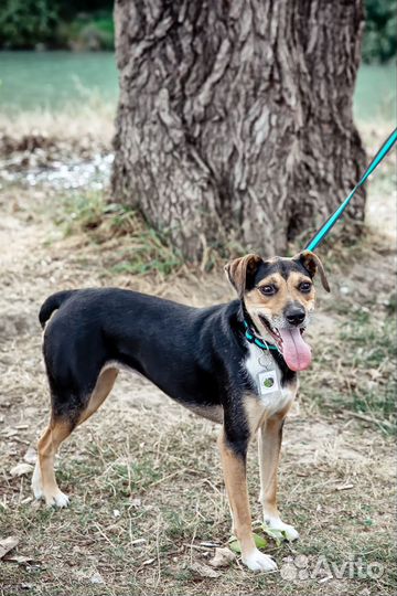 Собака в добрые руки