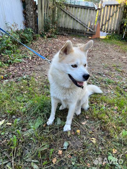 Собака в самые лучшие руки