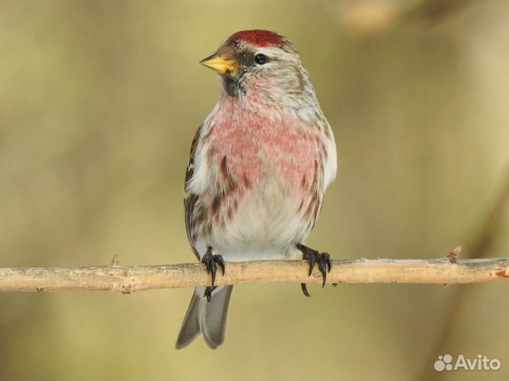 Певчие лесные птицы