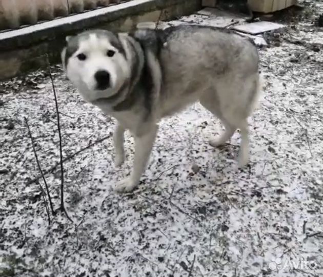 Аляскинский маламут