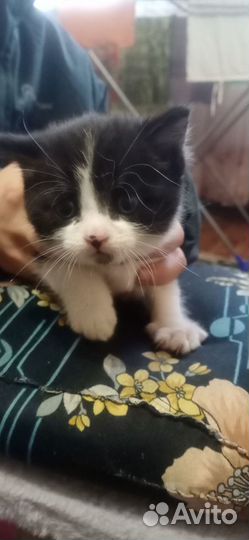 Котенок девочка 1 месяц