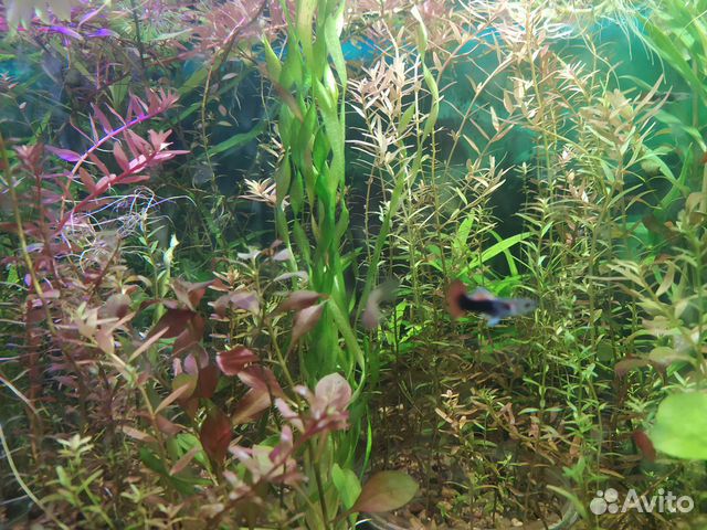 Аквариумные растения набором 8-9 видов