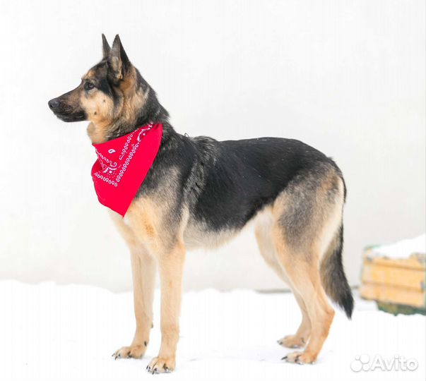 Собака в семью