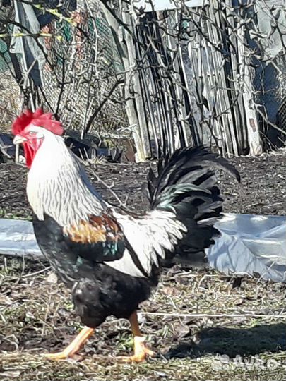 Молодые петухи