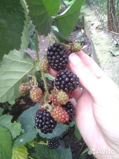 Саженцы ежевики бесшипной укрывной