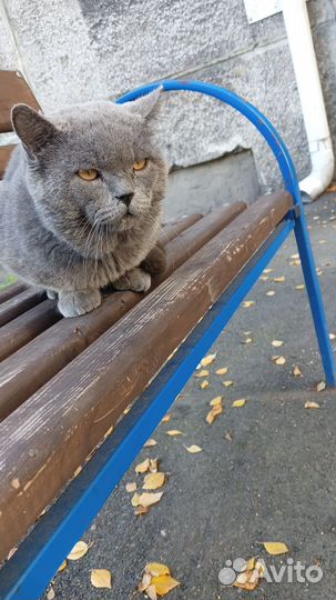 Кошка и кот ждем добрую семью, скоро зима