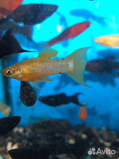 Аквариумные рыбки
