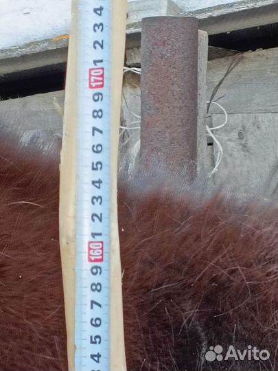 Жеребец Орловский рысак