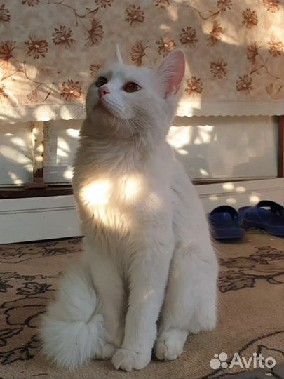 Кошка турецкая ангора