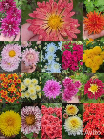 Корейская хризантема опт и розница