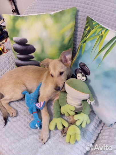 Собака в добрые руки отдам бесплатно