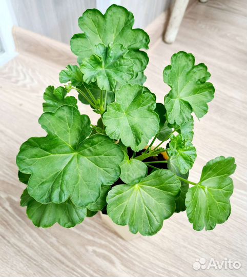 Пеларгония герань