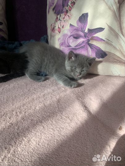 Котята в добрые руки бесплатно