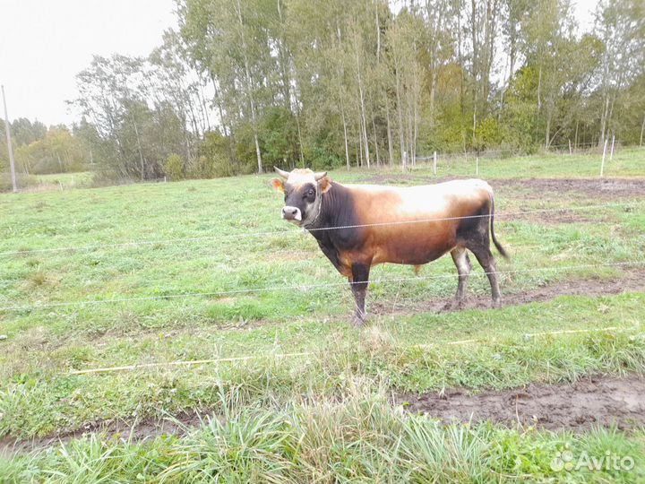 Продаются коровы