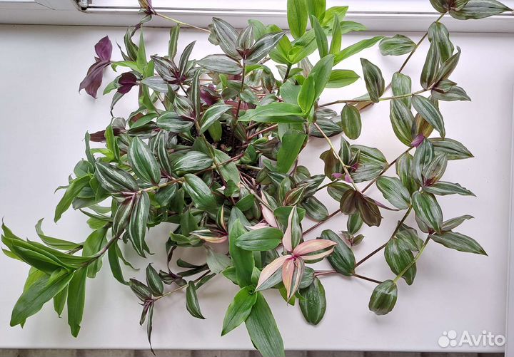 Традесканция в горшке