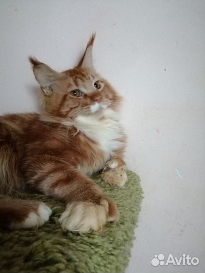 Котята мейн-куны и полидакты