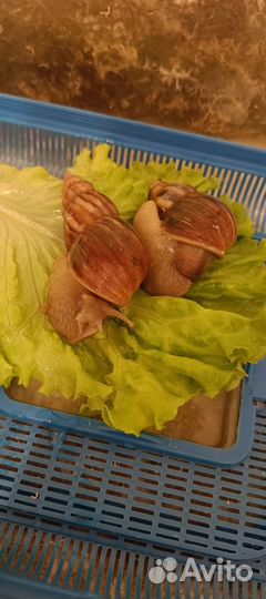 Улиточки с контейнером