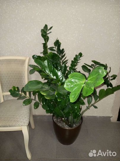 Комнатные растения цветы