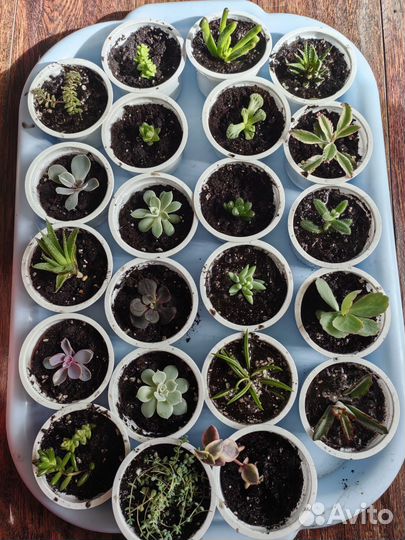 Суккуленты