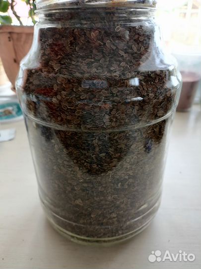 Семена укропа