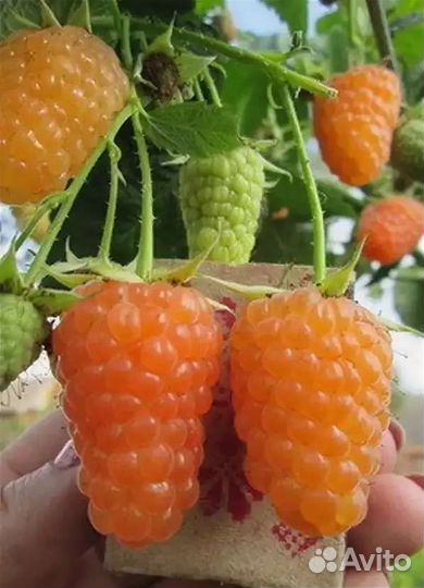 Саженцы малины