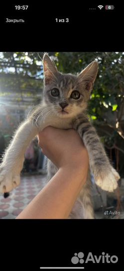 Котята в добрые руки