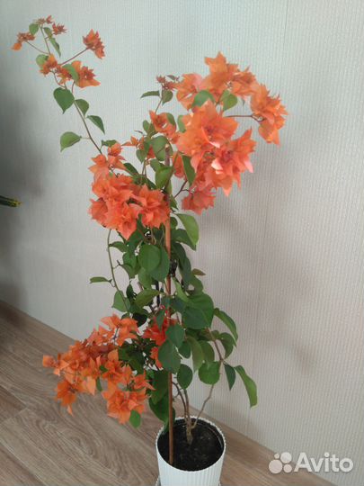 Бугенвиллия