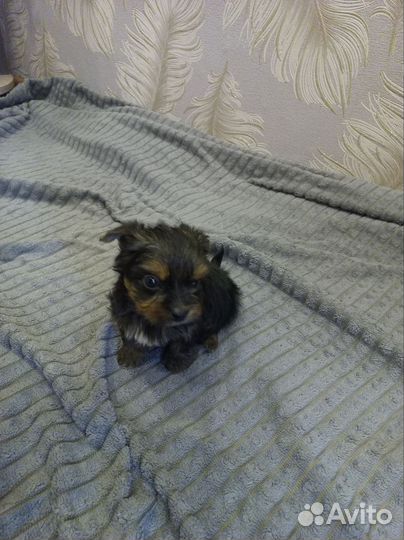 Йоркширский терьер мини щенки