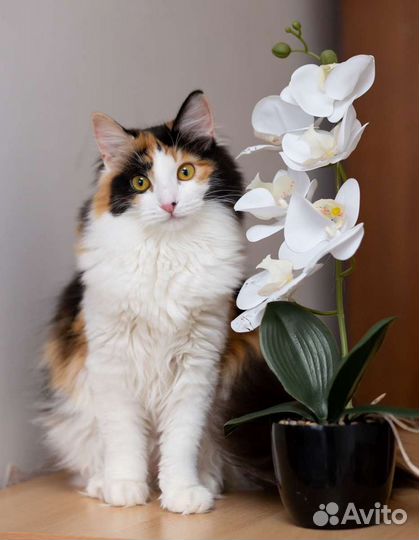 Милашка ищет дом