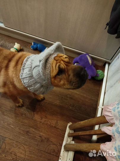 Одежда для шарпея. Шапочки